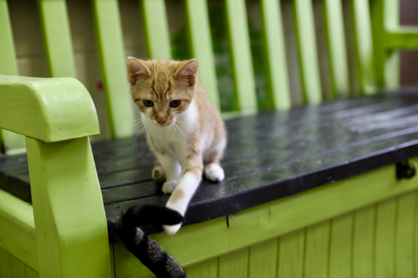 Orangeburg County Animal Shelter
